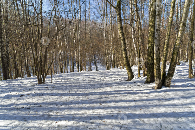 Скачать Лес ранней весной. фотосток Ozero