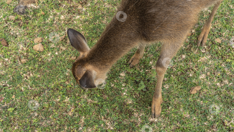 Скачать Русский олень Cervus timorensis пасется на зеленом лугу. фотосток Ozero