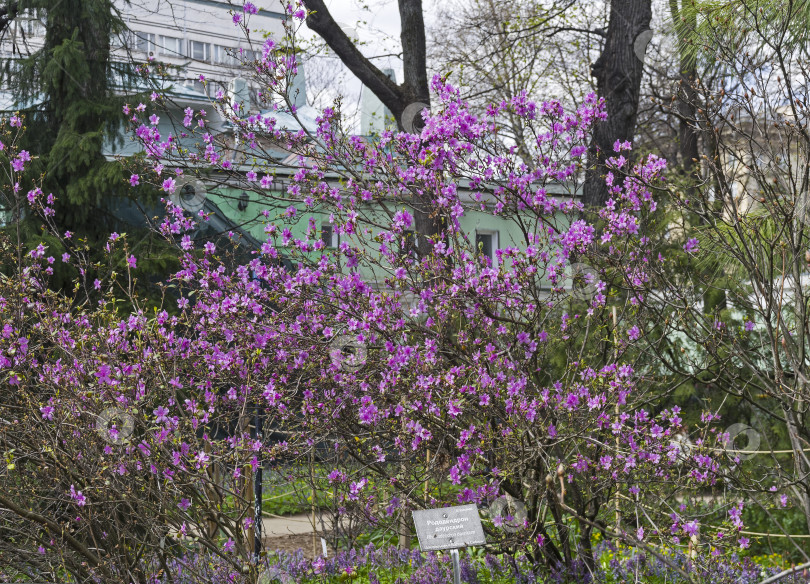 Скачать Цветущий даурский рододендрон. фотосток Ozero
