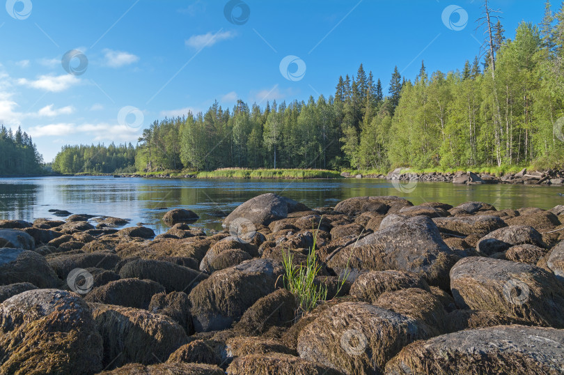 Скачать Низкий уровень воды в реке. Река Чирко-Кемь, Карелия. фотосток Ozero