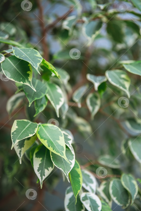 Скачать Крупный план плакучего инжира ficus benjamina, на котором видны его пестрые листья с оттенками зеленого и белого, создающие красивый естественный узор фотосток Ozero