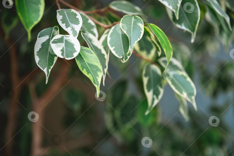 Скачать Крупный план плакучего инжира ficus benjamina, на котором видны его пестрые листья с оттенками зеленого и белого, создающие красивый естественный узор фотосток Ozero