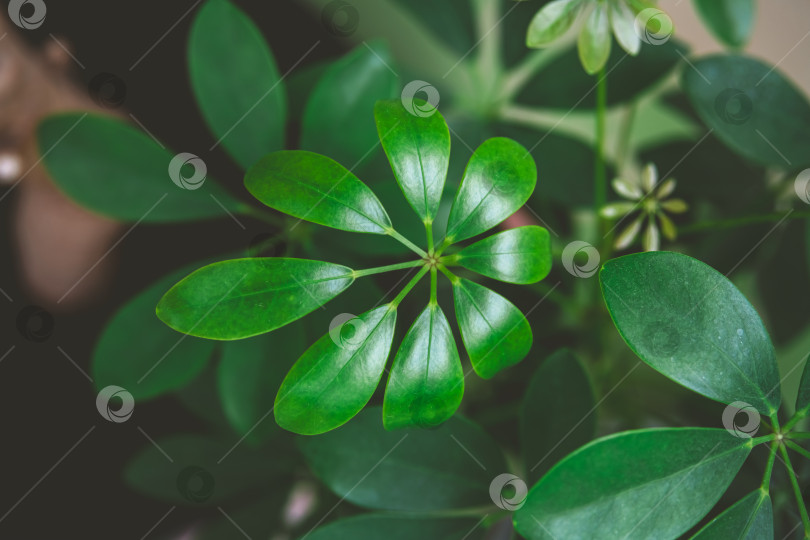 Скачать Ярко-зеленые листья растения schefflera arboricola создают завораживающий природный узор, демонстрирующий замысловатое расположение листвы фотосток Ozero