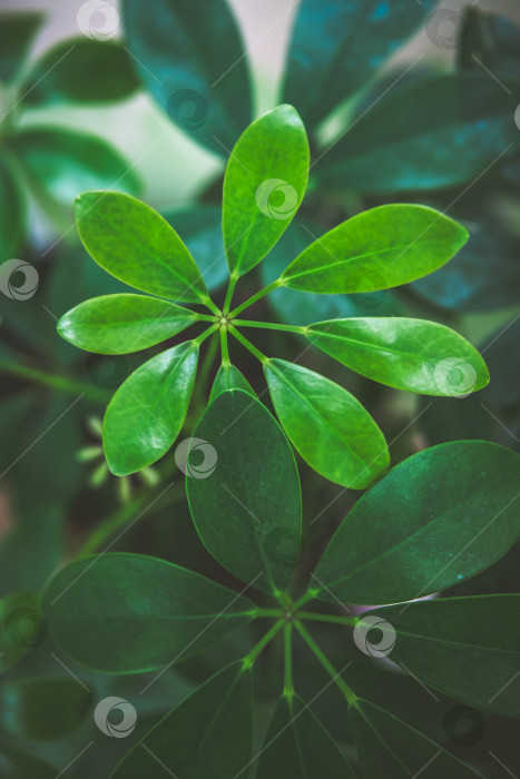 Скачать Ярко-зеленые листья растения schefflera arboricola создают очаровательный природный узор, демонстрирующий замысловатое расположение листвы фотосток Ozero