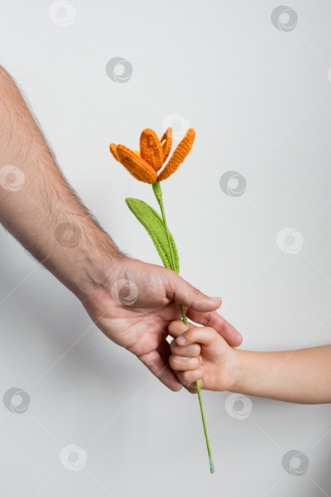 Скачать Рука взрослого, дающая вязаный оранжевый цветок руке ребенка на белом фоне. Концепция дня отцов фотосток Ozero