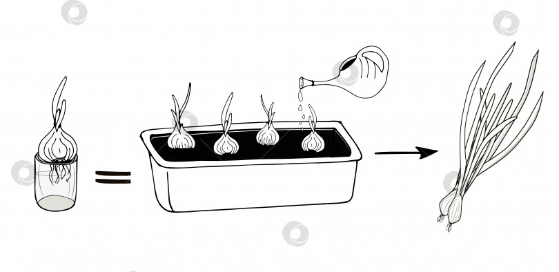 Скачать Выращивание зеленого лука в домашних условиях. Черно-белый рисунок. Вектор фотосток Ozero