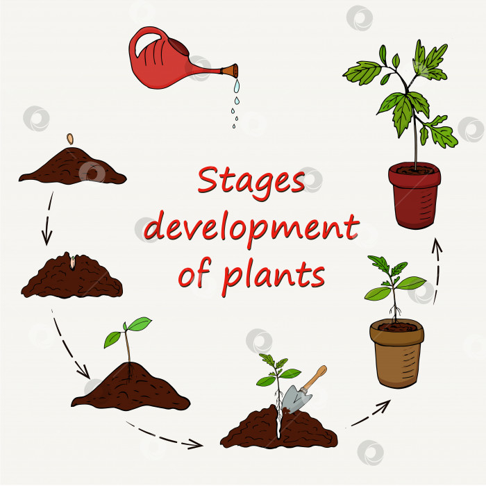 Скачать Схема этапов выращивания растений из семян перед посадкой в горшок. Вектор фотосток Ozero