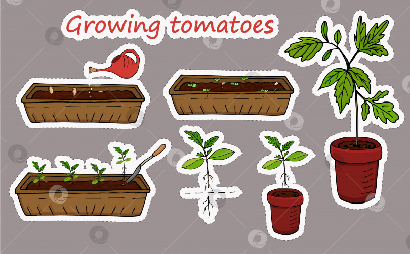Скачать Набор наклеек с элементами схемы последовательности выращивания томатов. Вектор фотосток Ozero