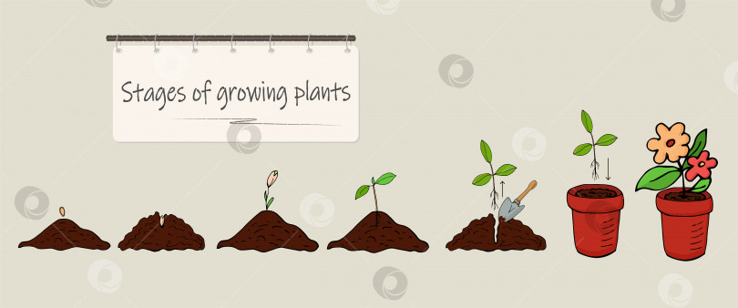 Скачать Этапы выращивания растений из семян. Вектор фотосток Ozero