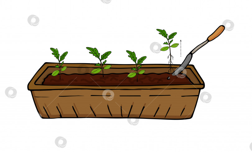 Скачать Выращивание рассады овощей и цветов, пересадка рассады. Вектор фотосток Ozero