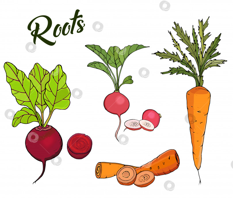 Скачать Иллюстрация корнеплодов, свеклы, моркови, редиса, выделенных на белом фоне. Вектор фотосток Ozero