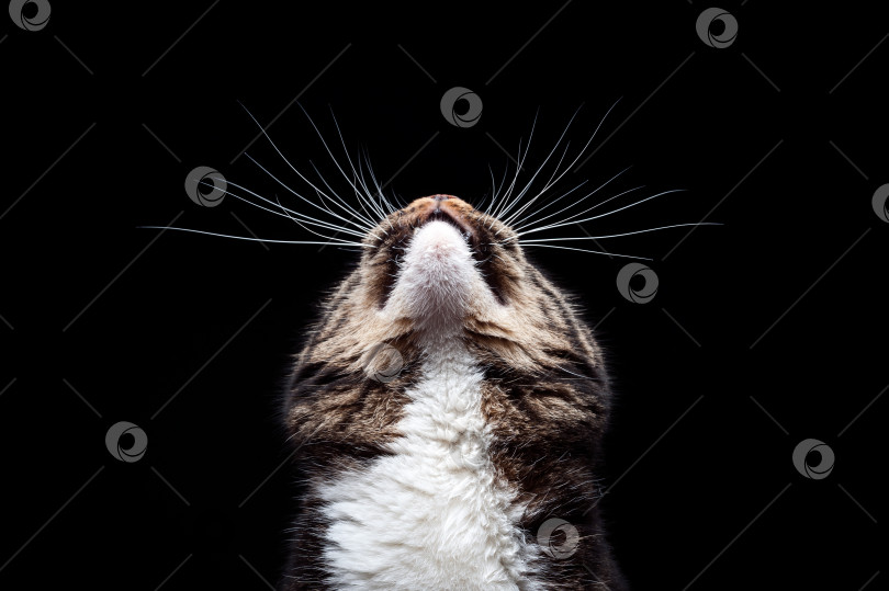 Скачать Породистая взрослая кошка, сфотографированная в студии на черном фоне. фотосток Ozero