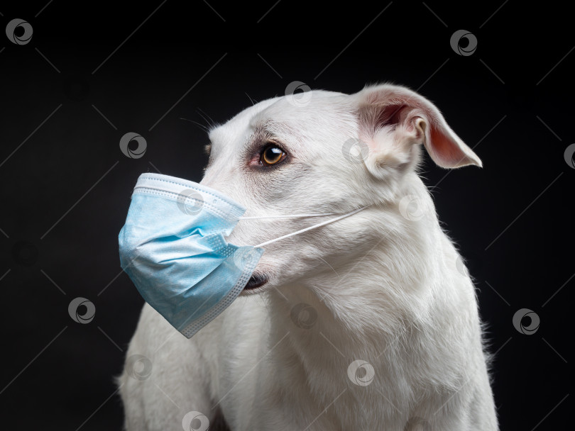 Скачать Портрет белой собаки в защитной медицинской маске на черном фоне. фотосток Ozero