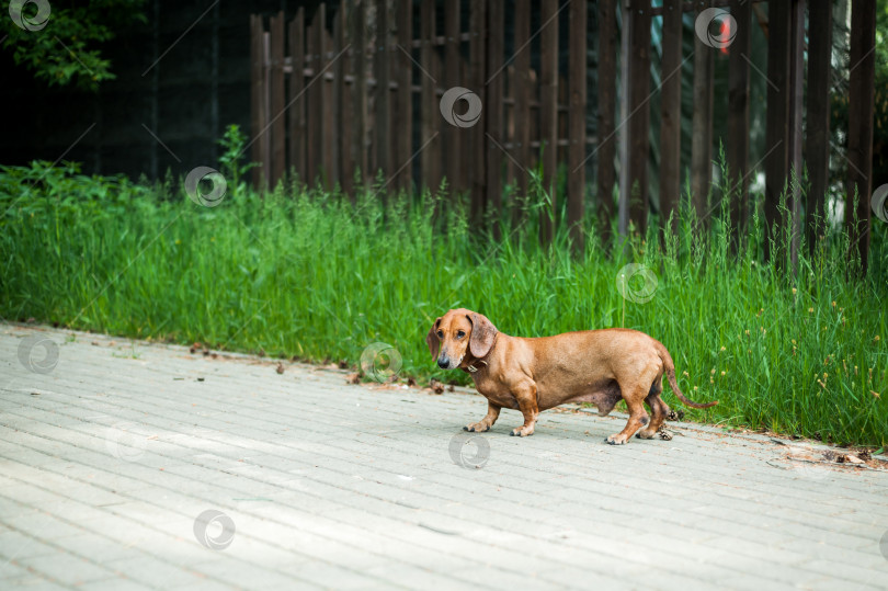 Скачать Портрет милой собаки породы такса, улыбающейся и счастливой летним солнечным днем на прогулке в летнем парке фотосток Ozero
