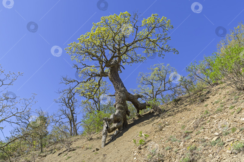 Скачать Дуб на ходульных корнях. фотосток Ozero