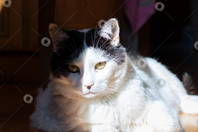 Скачать Черно-белая кошка в данный момент лежит и смотрит в камеру фотосток Ozero