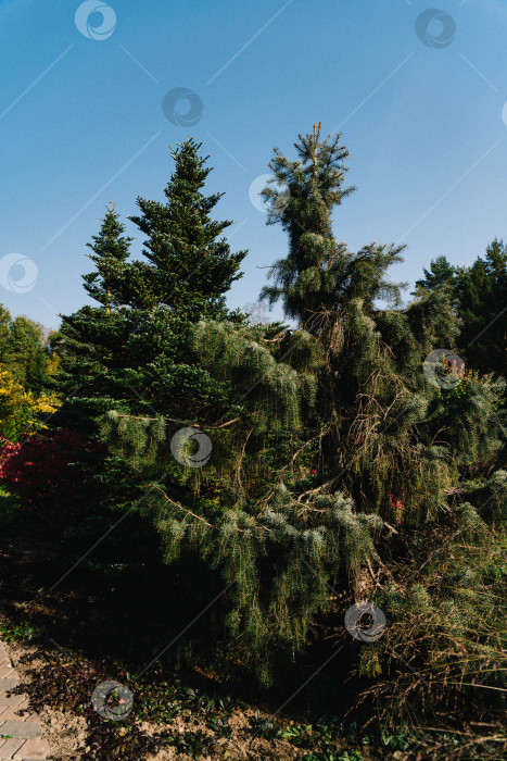 Скачать Вечнозеленые сосны в ландшафтном саду. фотосток Ozero