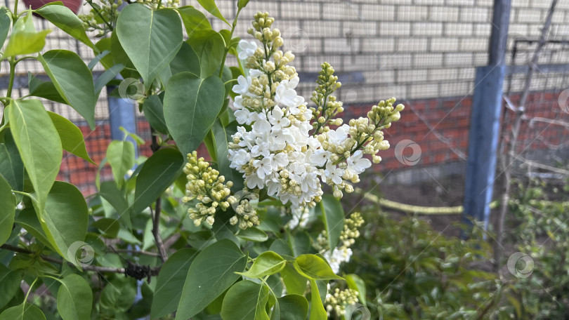 Скачать Белая сирень цветет фотосток Ozero