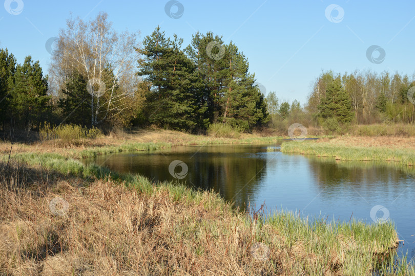 Скачать Лесное озеро в мае. фотосток Ozero