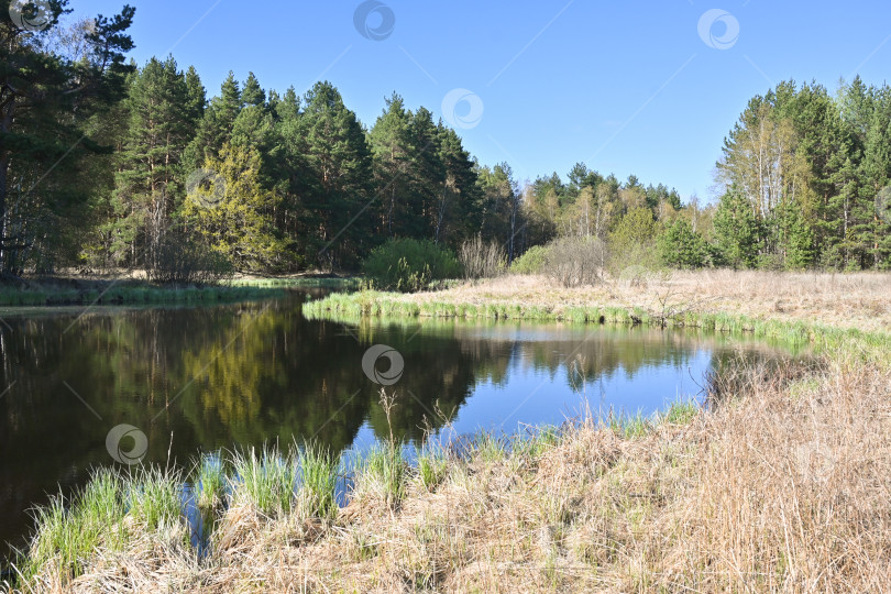 Скачать Лесное озеро в мае. фотосток Ozero