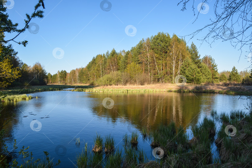 Скачать Лесное озеро в мае. фотосток Ozero