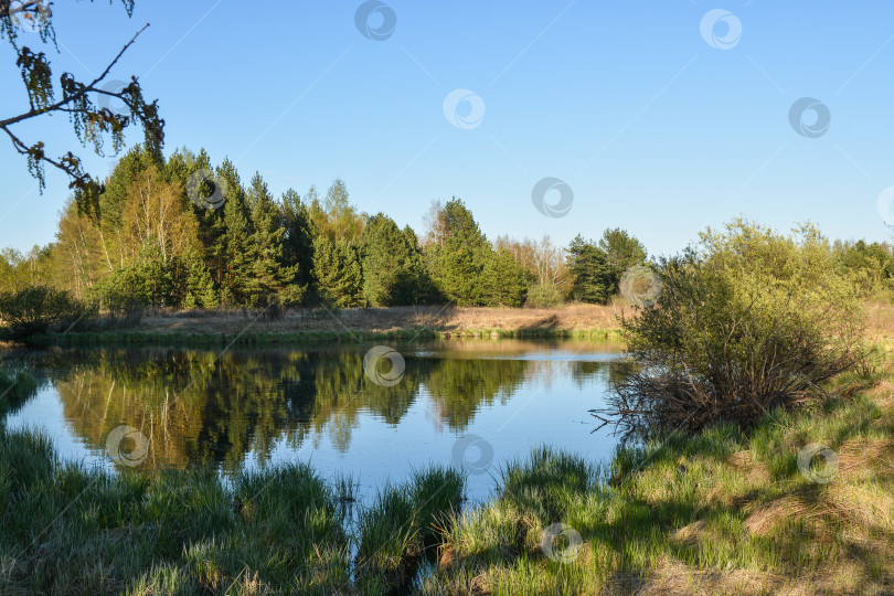Скачать Лесное озеро в мае. фотосток Ozero