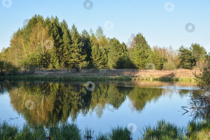 Скачать Лесное озеро в мае. фотосток Ozero
