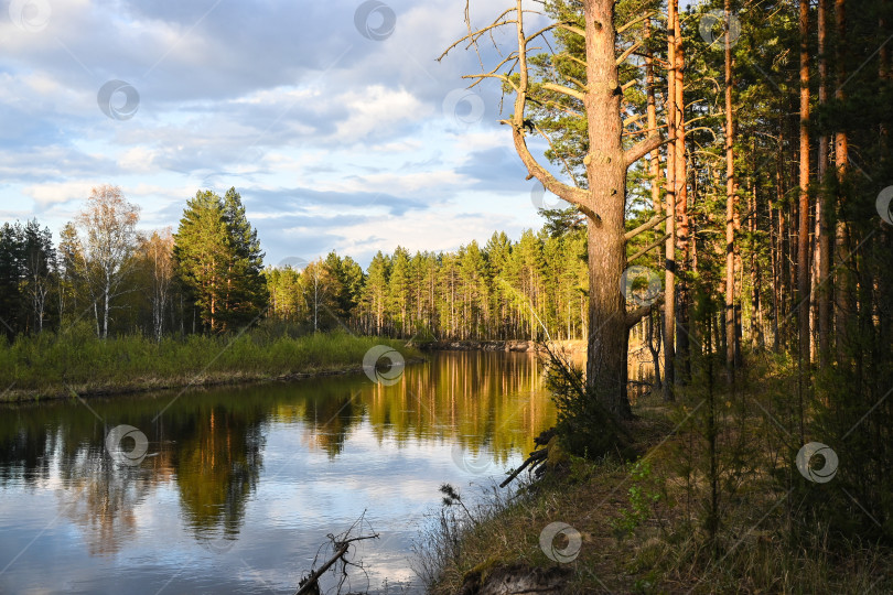 Скачать Весна в Мещерском национальном парке. фотосток Ozero