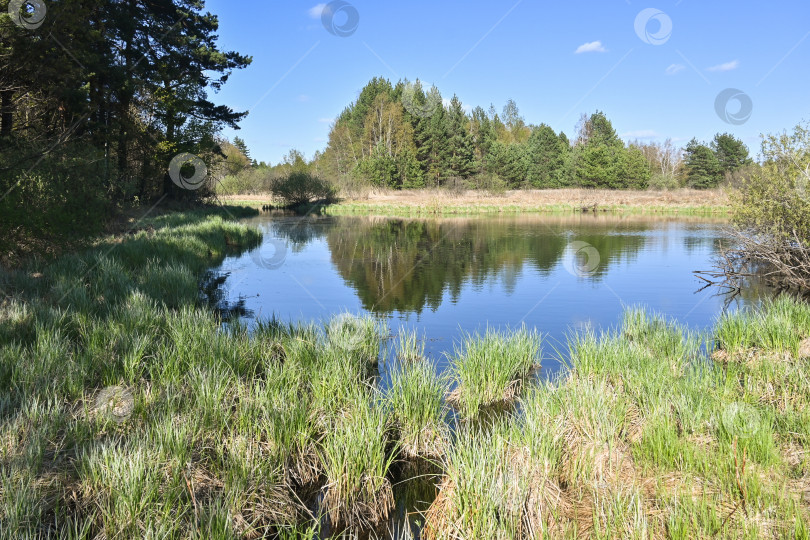 Скачать Лесное озеро в мае. фотосток Ozero