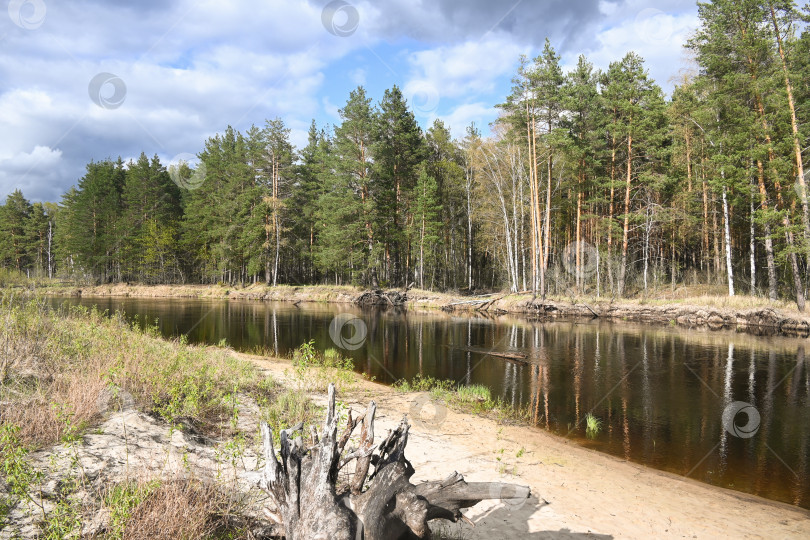 Скачать Весна в Мещерском национальном парке. фотосток Ozero