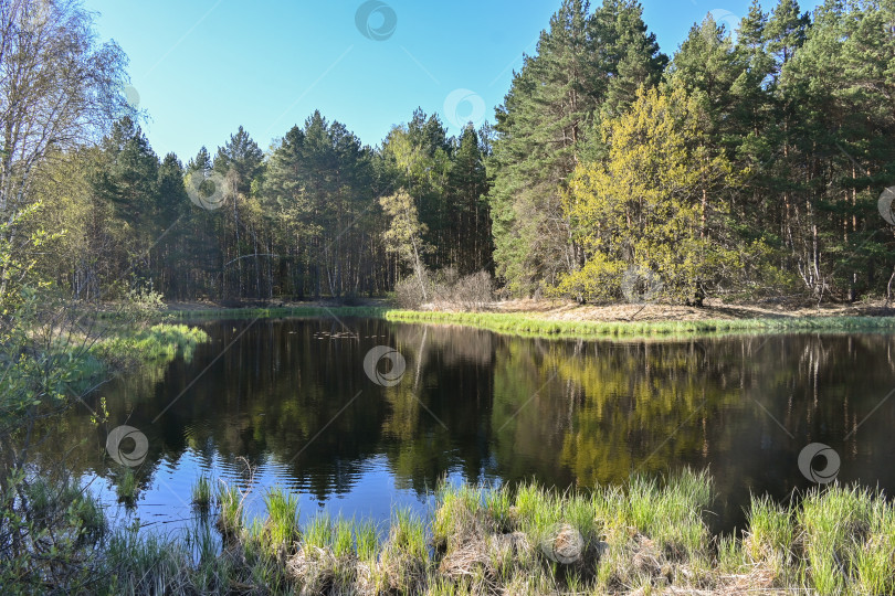 Скачать Лесное озеро в мае. фотосток Ozero