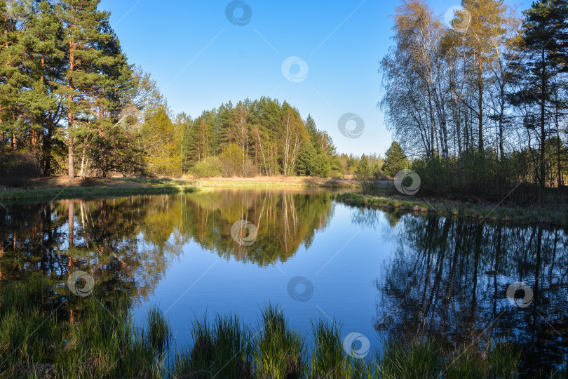 Скачать Лесное озеро в мае. фотосток Ozero