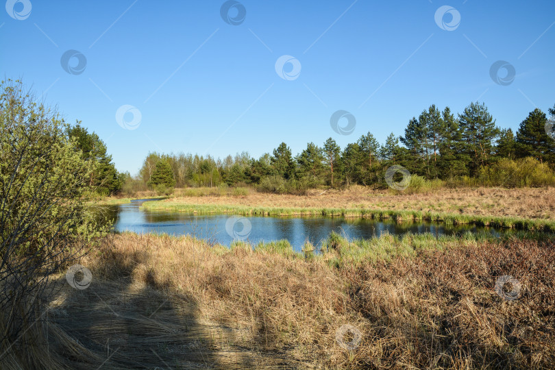 Скачать Лесное озеро в мае. фотосток Ozero