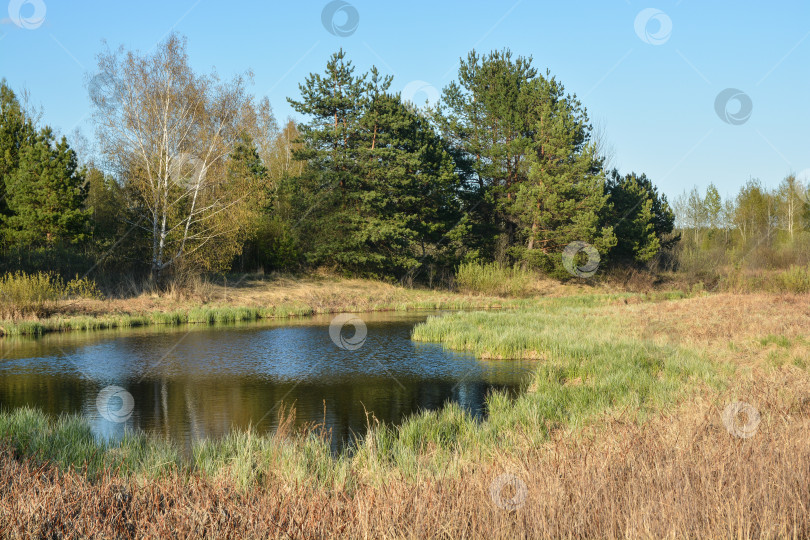 Скачать Лесное озеро в мае. фотосток Ozero
