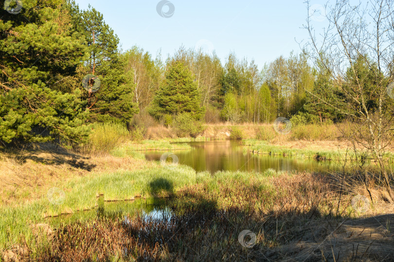 Скачать Лесное озеро в мае. фотосток Ozero