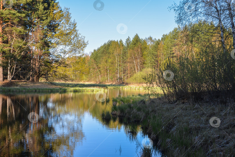 Скачать Лесное озеро в мае. фотосток Ozero