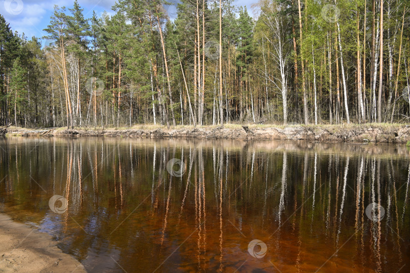Скачать Весна в Мещерском национальном парке. фотосток Ozero