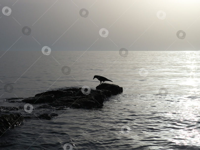 Скачать Ворон на камне у моря фотосток Ozero
