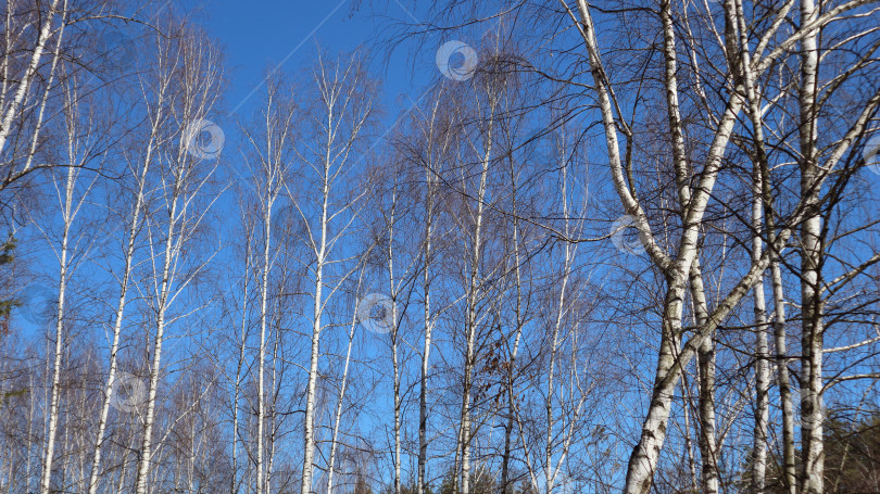 Скачать Березняк фотосток Ozero