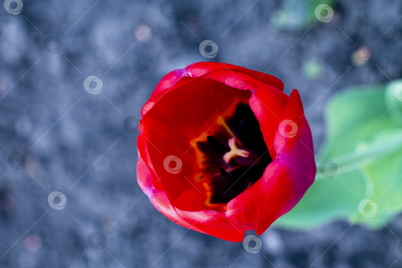 Скачать Тюльпан фотосток Ozero