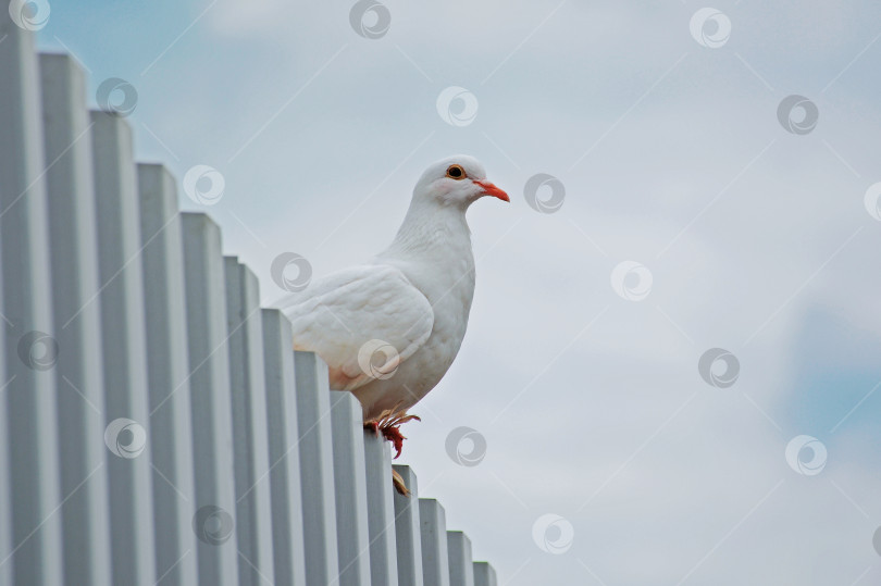 Скачать белый голубь фотосток Ozero