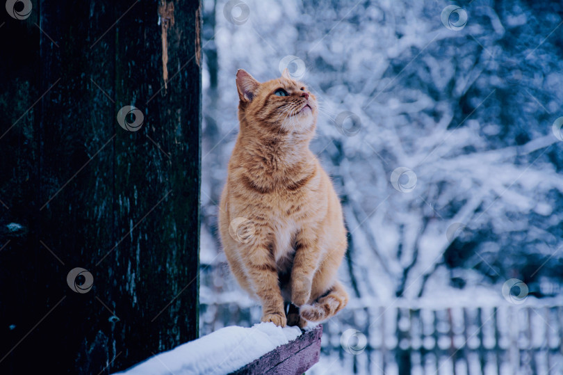 Скачать рыжий кот фотосток Ozero