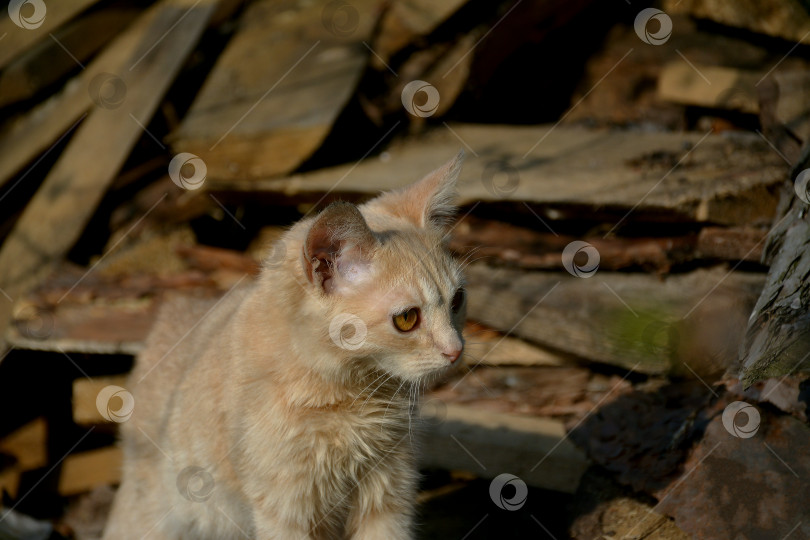 Скачать рыжий котенок фотосток Ozero