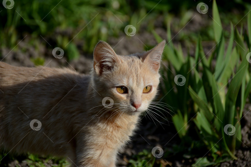 Скачать рыжий котенок фотосток Ozero
