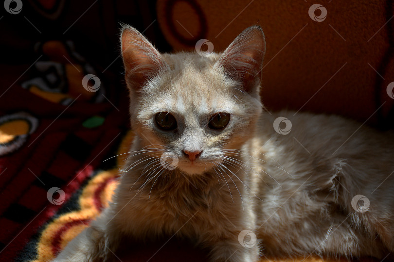 Скачать рыжий котенок фотосток Ozero