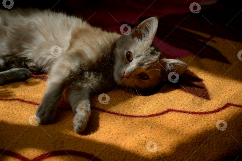 Скачать рыжий котенок фотосток Ozero