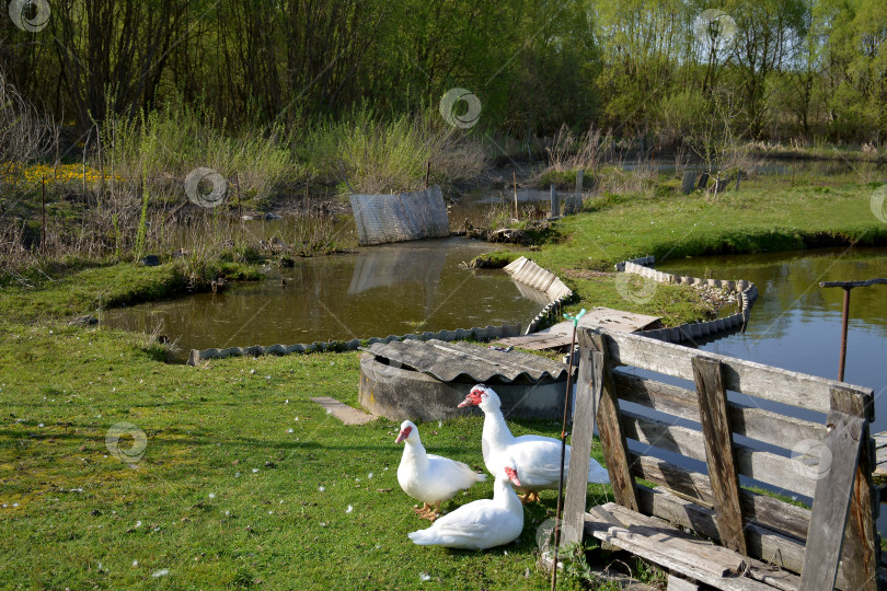 Скачать белые утки фотосток Ozero