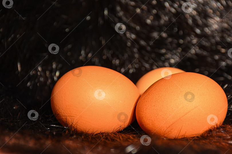 Скачать куриные яйца фотосток Ozero