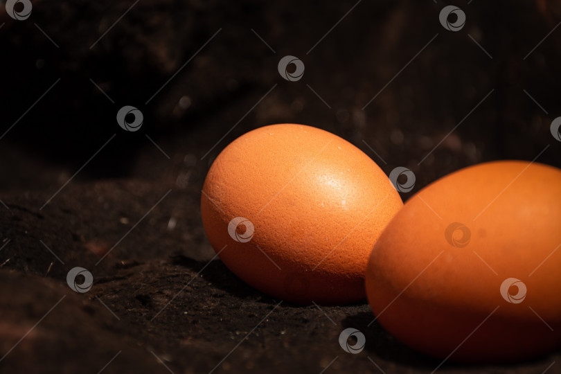 Скачать куриные яйца фотосток Ozero