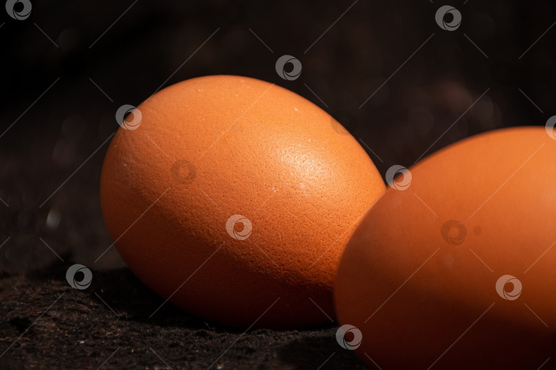 Скачать куриные яйца фотосток Ozero